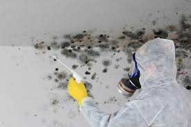  Dovesville, SC Mold Removal & Remediation Pros